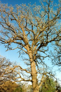 OakTree