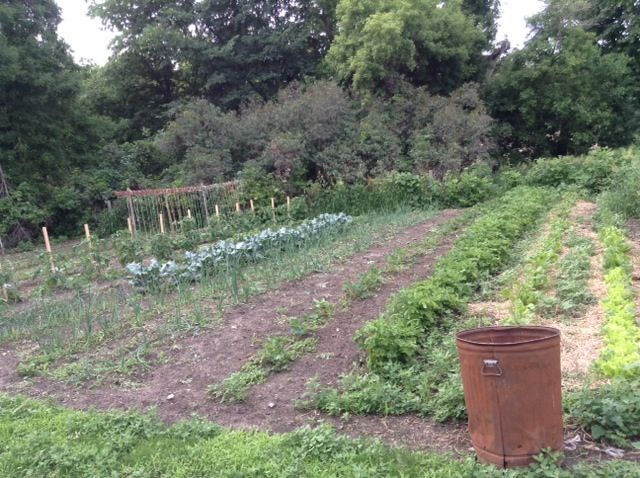 The garder earlier this summer.