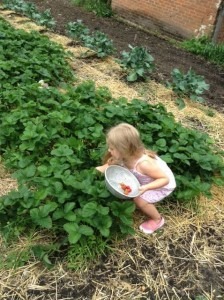 Grandma's helper in the strawberry patch.