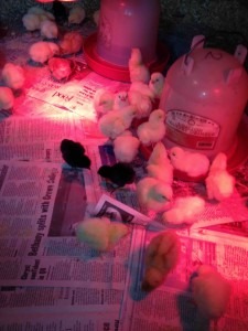 Baby chicks.