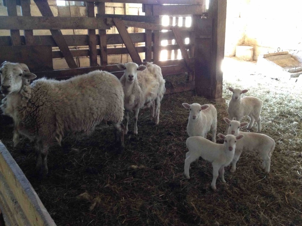 And then there's the sheep. But that's Tom's gig.