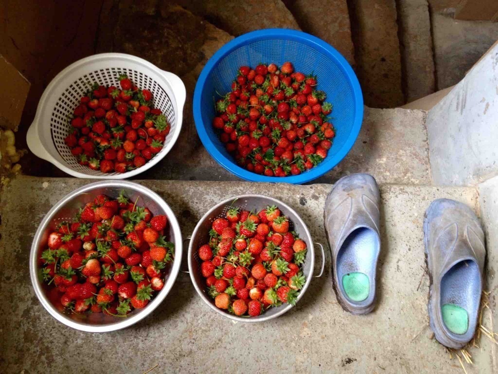 Berries
