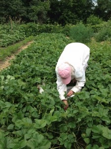 Susan hard at work in the strawberry patch.