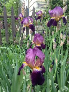 The iris section.