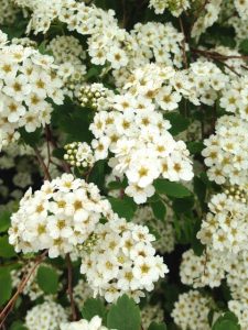 The spirea section.