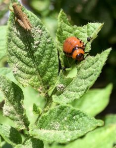 A potato beetle (right) feasting on my potato plant with a grasshopper.