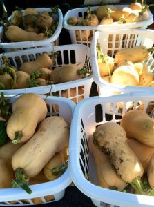 Winter squash ready for storage.