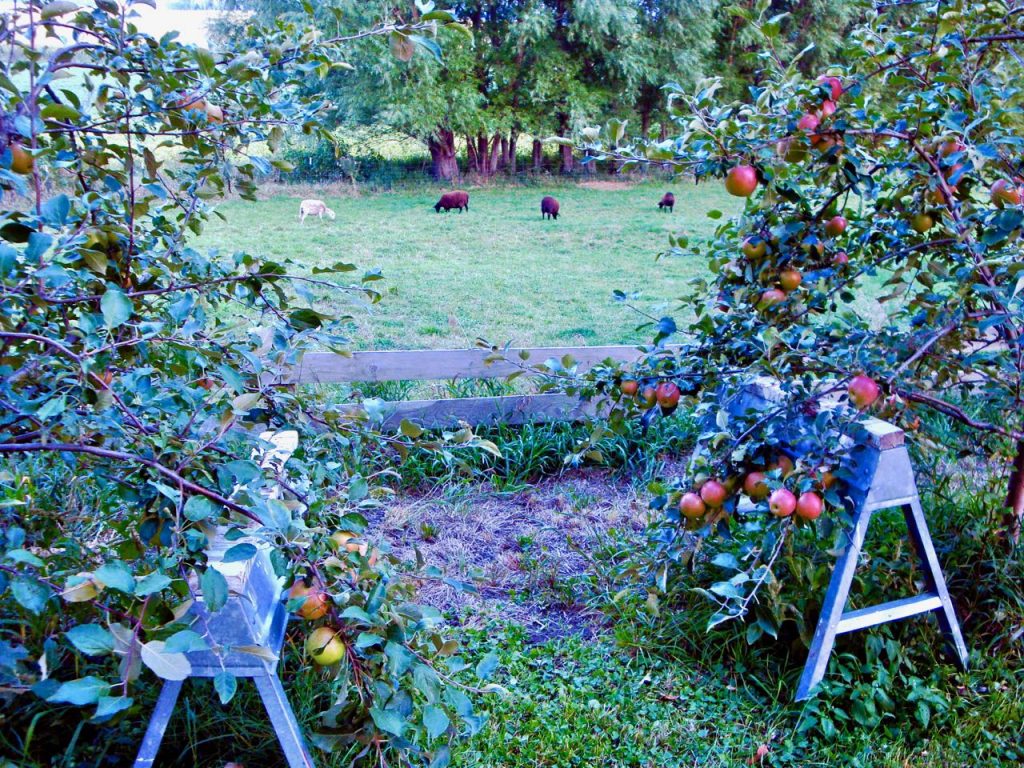 Healthy Crops Require Cross Pollination … and So Do Christians