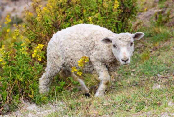 Jesus Loves the Lost Sheep