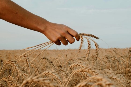 laborers for the harvest