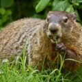 Groundhog